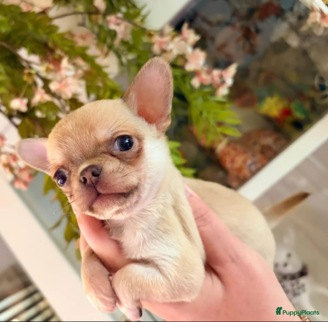 Chihuahua honden te koop: Prachtige gezonde  Chihuahua pups met fc stamboom - Advertentie 2