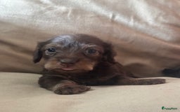 Teckel (korthaar)  honden te koop:  1 Leuke schattige teckelpup (TEEFJE ) - Afbeelding 6