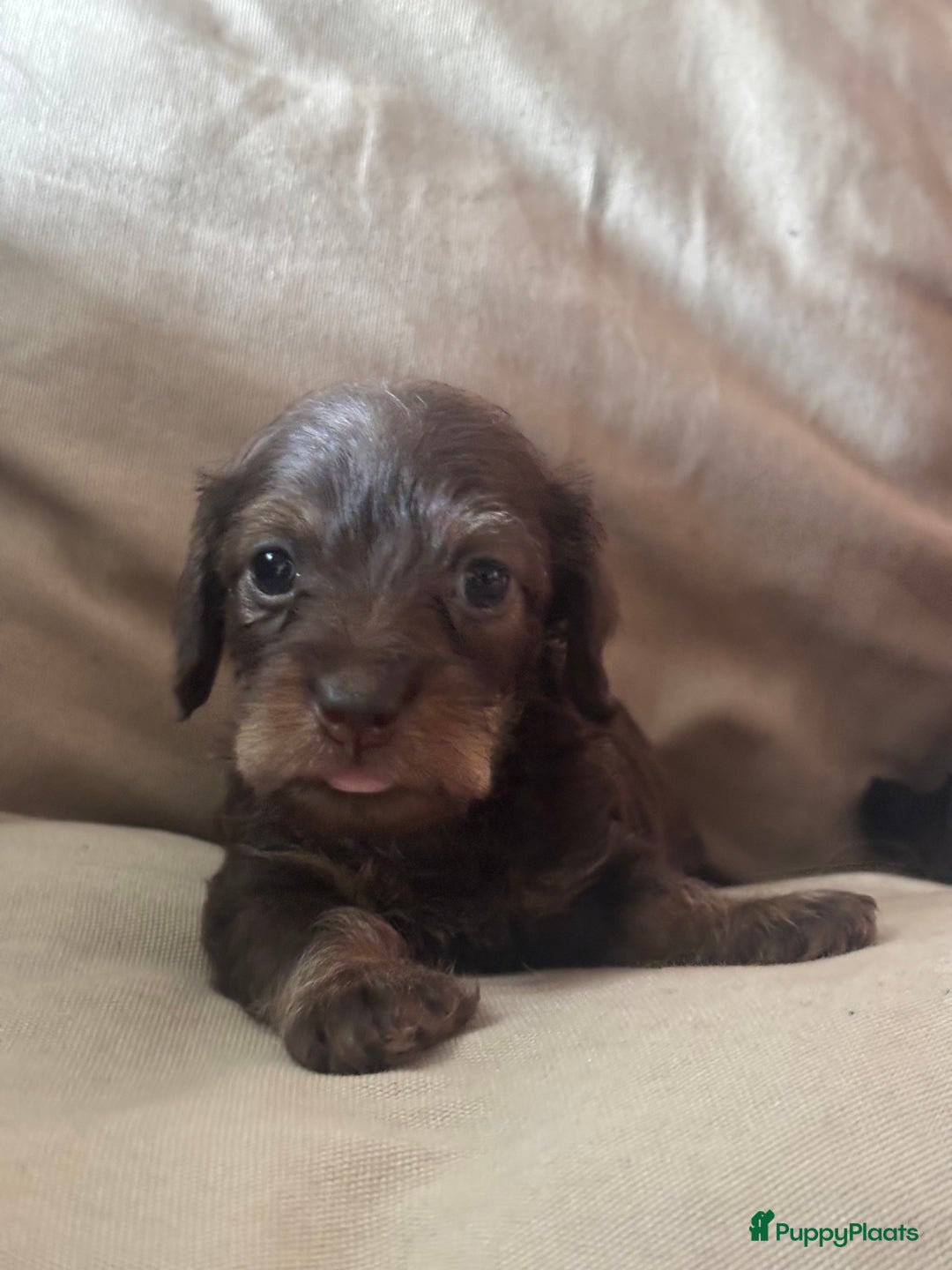 Teckel (korthaar)  honden te koop:  1 Leuke schattige teckelpup (TEEFJE ) - Afbeelding 6