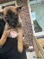 Mechelse Herder Puppy 1