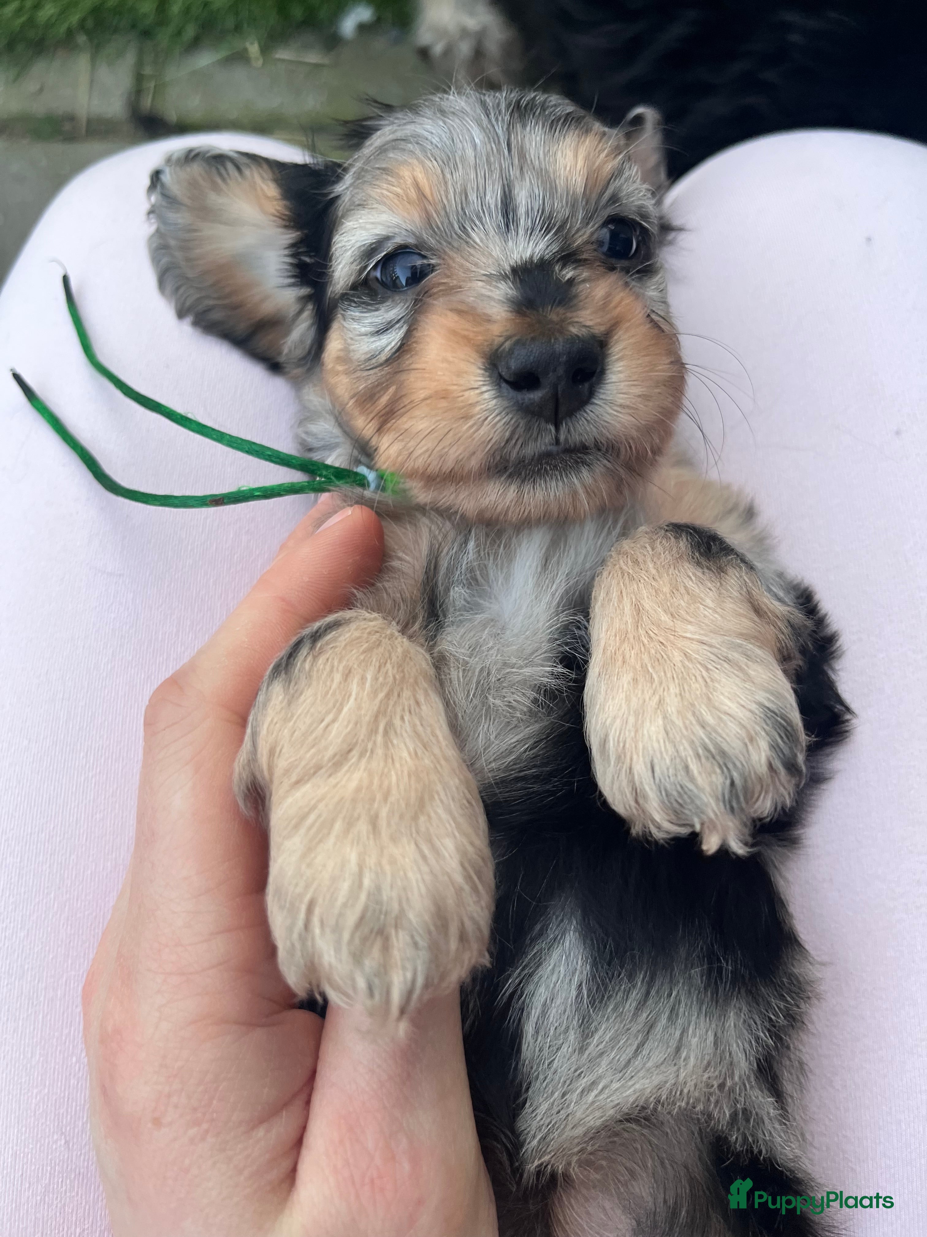 Kruising honden ❤️🐾dwergteckel X maltezer pups🐾❤️ - Advertentie 2
