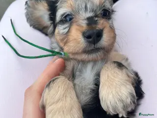 Kruising honden ❤️🐾dwergteckel X maltezer pups🐾❤️ - Advertentie 2