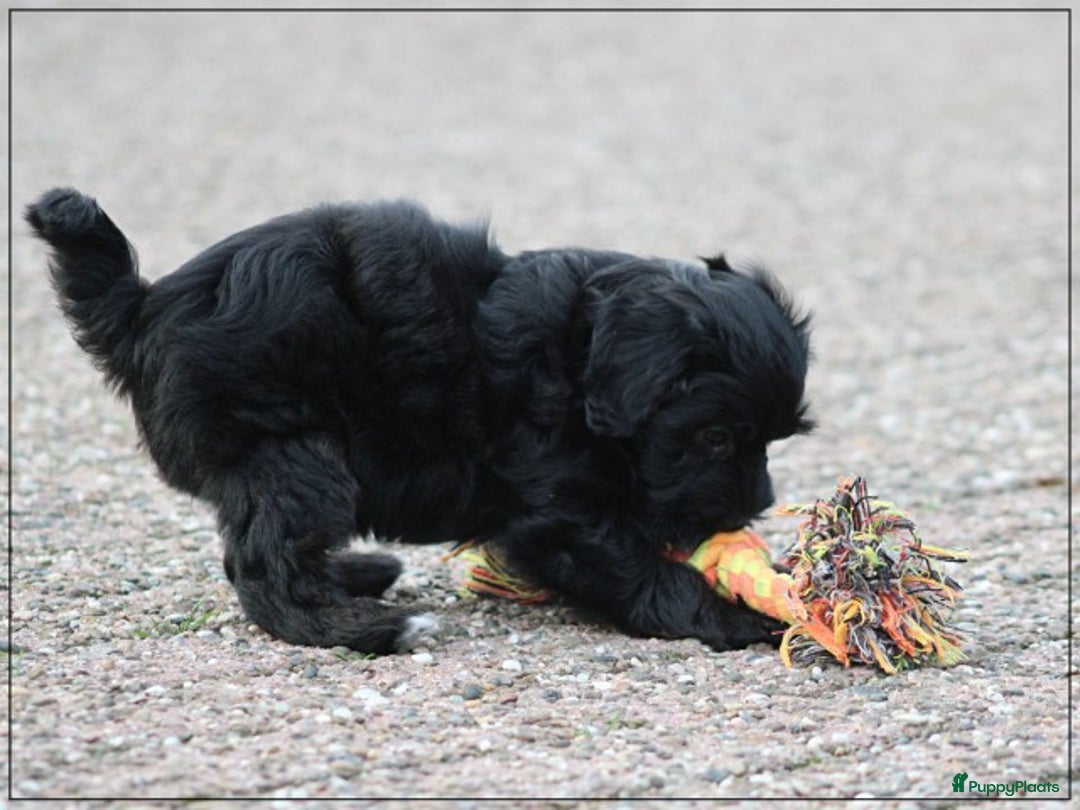 Kruising honden te koop: Minidoodle pups - Advertentie 7