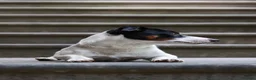Jack Russel Terriër honden ter dekking: Dekreu Jack Russell Terriër tricoler in Oisterwijk - Advertentie 2