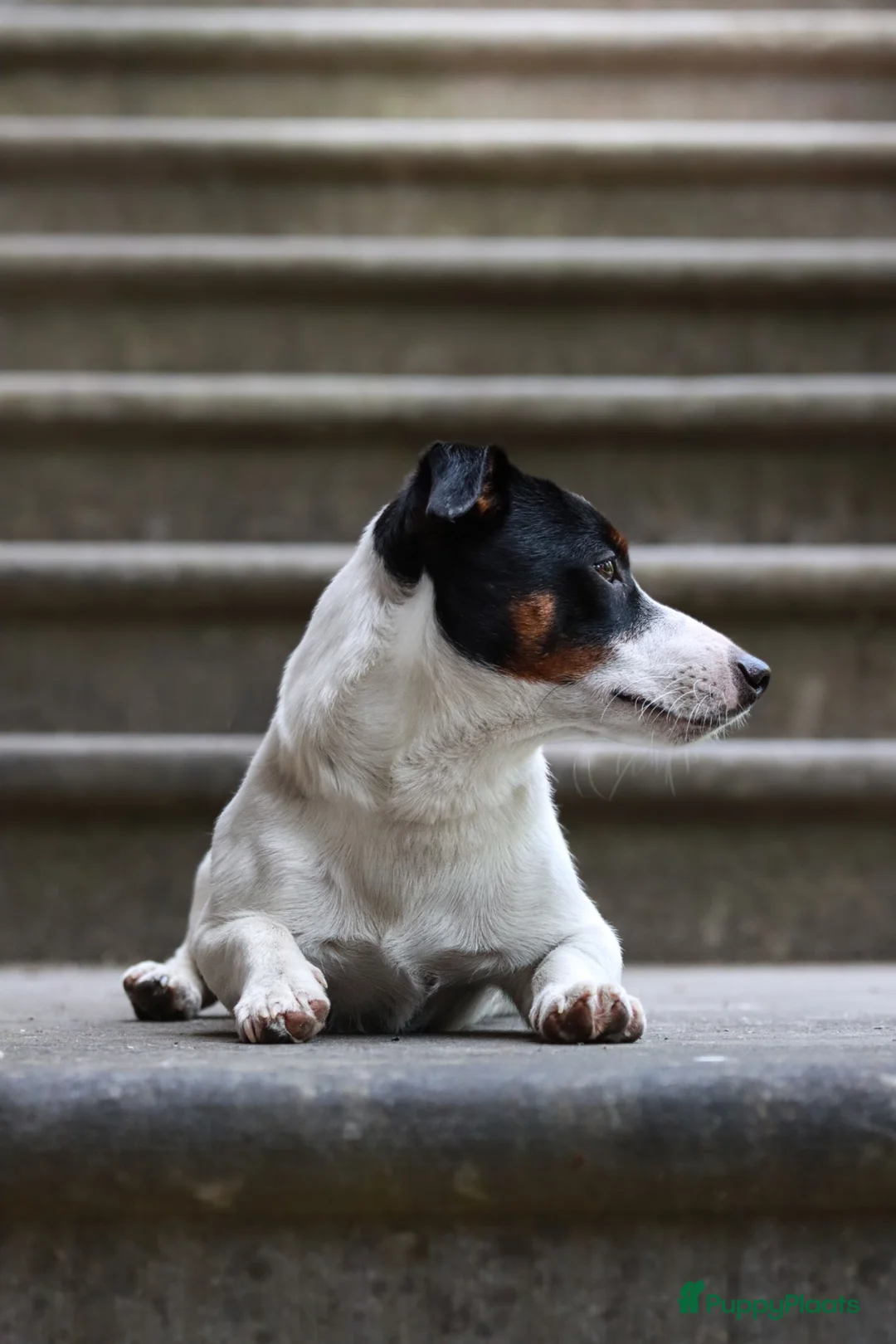 Jack Russel Terriër honden ter dekking: Dekreu Jack Russell Terriër tricoler in Oisterwijk - Advertentie 2
