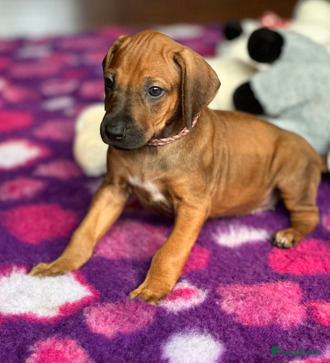Rhodesian Ridgeback honden te koop: Prachtige en perfecte Rhodesian Ridgeback pups in Oosterbeek - Afbeelding 24