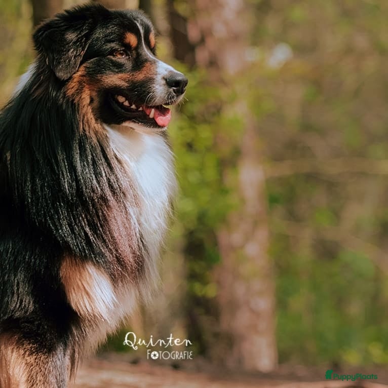 Australian Shepherd honden Ervaren dekreu met stamboom en testen - Advertentie 5