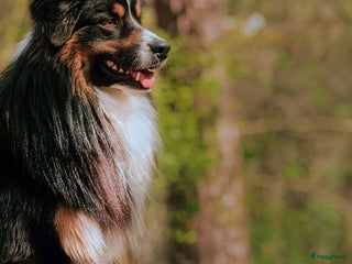 Australian Shepherd honden Ervaren dekreu met stamboom en testen - Advertentie 2