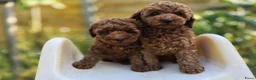 Kruising honden te koop: Poedel pups te koop toy als dwergpoedel in Sas van Gent - Advertentie 3