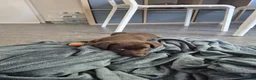 Labrador Retriever honden ter dekking: Bruine Labrador reu  in Oostburg - Advertentie 8