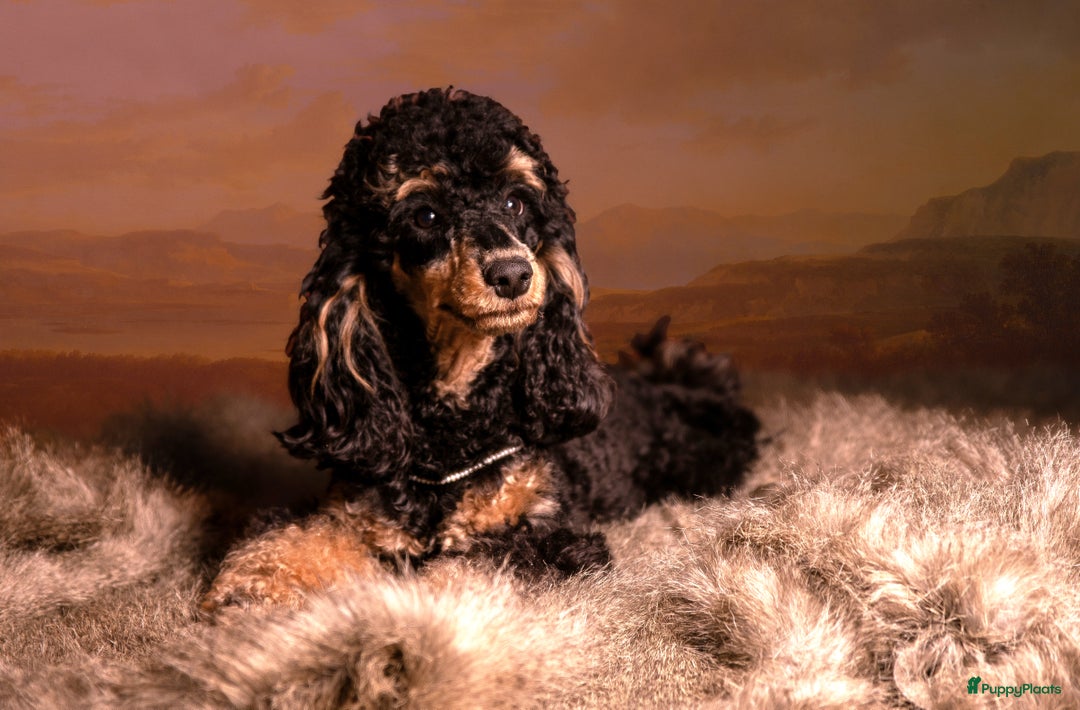 Dwergpoedel honden te koop: Dwerg (Toy) FCI stamboom, ouders volledig getest  - Advertentie 6