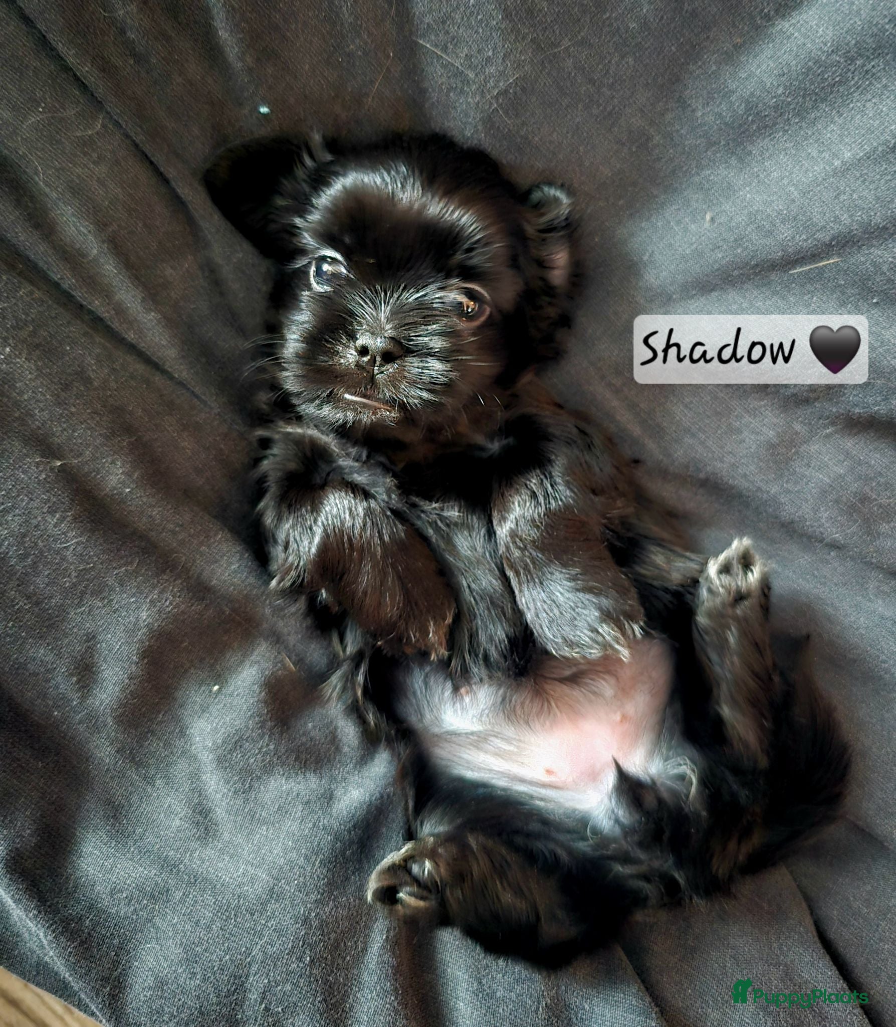 Kruising honden Laatste Zwarte Boomer Pup Meisje🖤 Shih-Tzu/Boomer - Advertentie 3