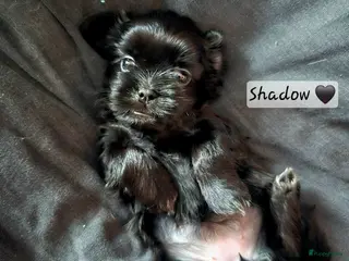 Kruising honden Laatste Zwarte Boomer Pup Meisje🖤 Shih-Tzu/Boomer - Advertentie 3