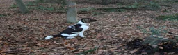 Heidewachtel honden te koop: Heidewachtel pups, nog 1 reutje beschikbaar  - Advertentie 11