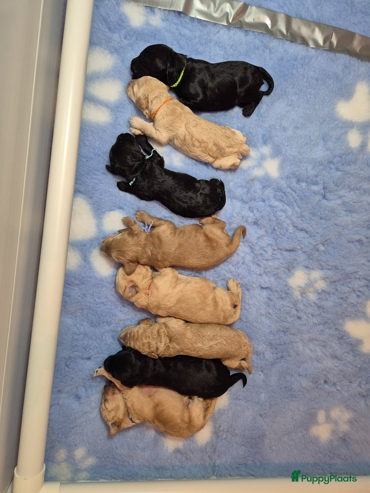 Labradoodle honden Lieve labradoodle pups met geweldig karakter  - Advertentie 2