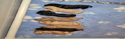 Labradoodle honden te koop: LAATSTE labradoodle pup🩵 - Advertentie 13