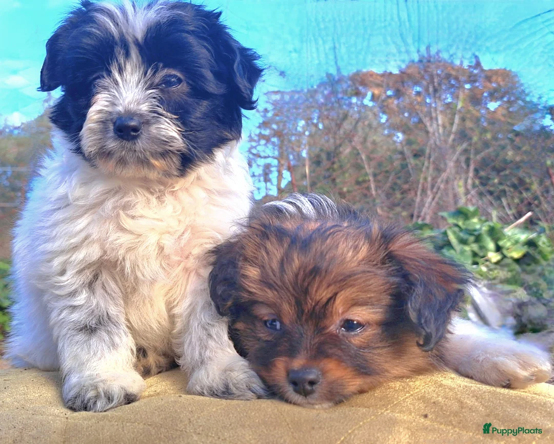 Kruising honden te koop: Zeer kleine waterhond - Advertentie 9