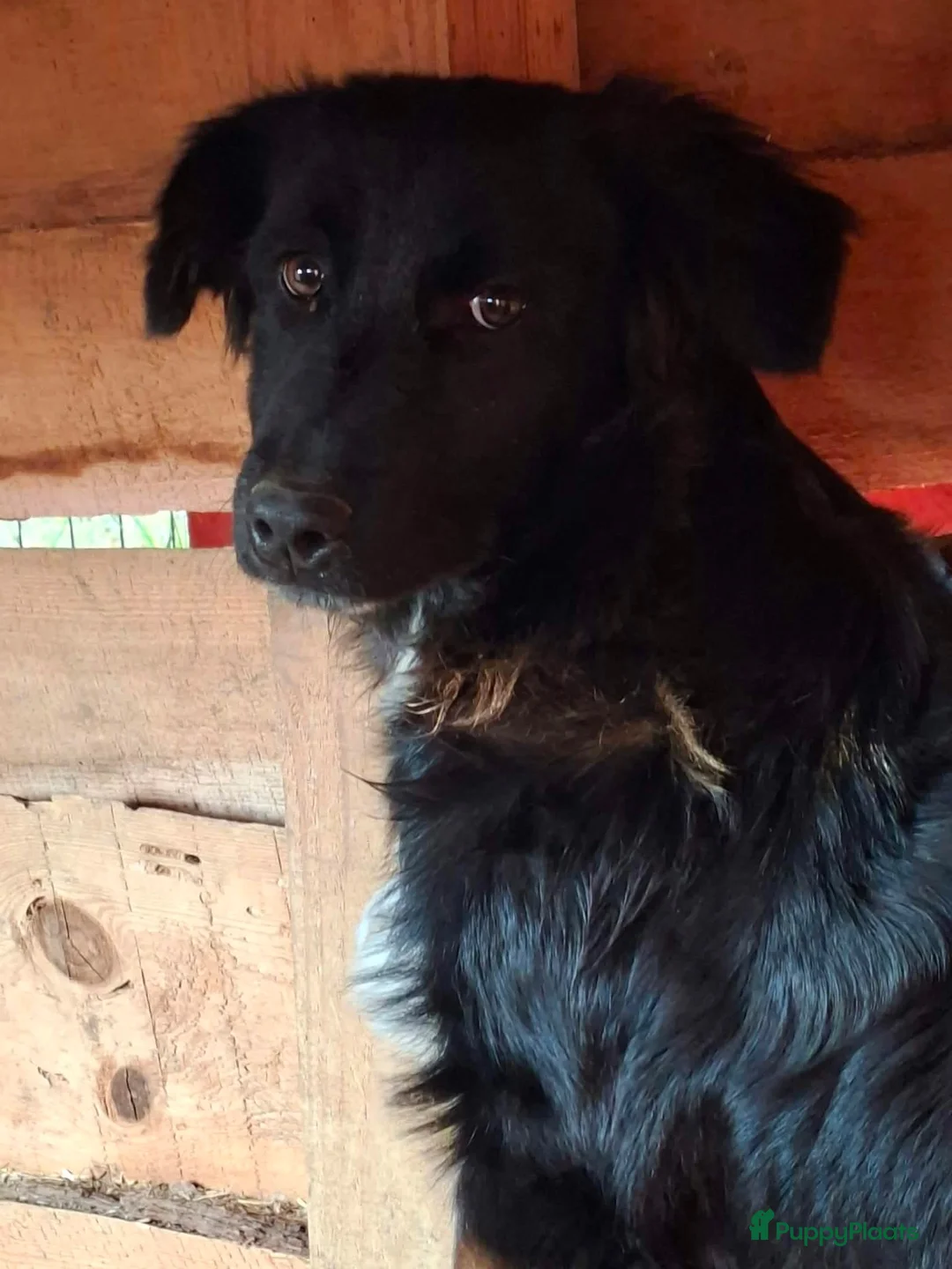 Kruising honden ter adoptie: Linna - Advertentie 2