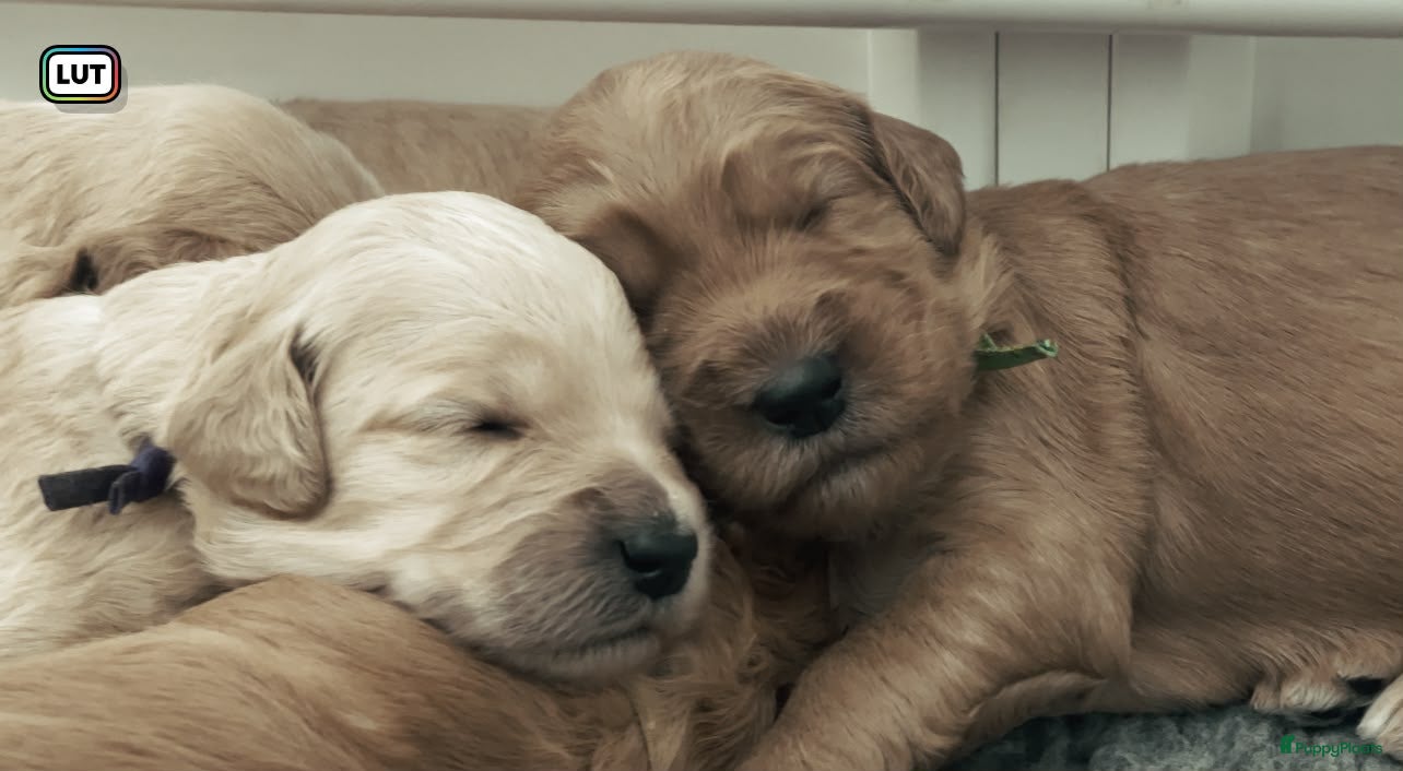 Goldendoodle honden Standaard goldendoodle pups fleece vacht - Advertentie 1