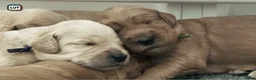 Goldendoodle honden te koop: Standaard goldendoodle pups fleece vacht - Advertentie 1