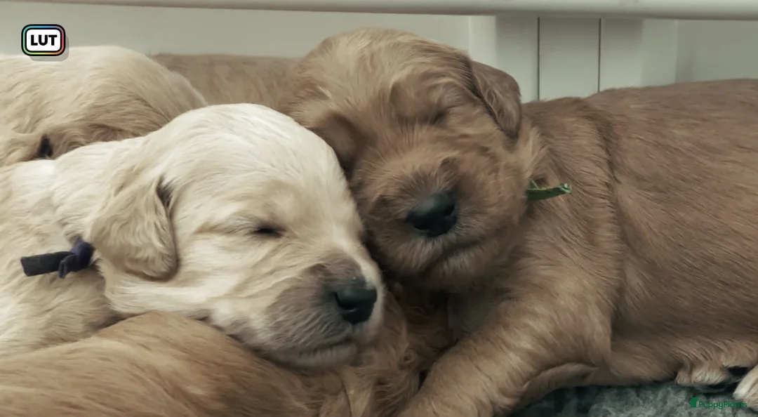 Goldendoodle honden te koop: Standaard goldendoodle pups fleece vacht - Advertentie 1