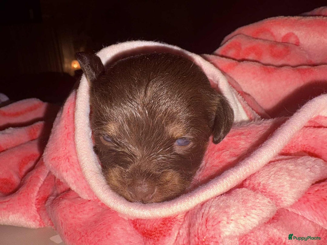 Kruising honden te koop: Jugapoo's België  - Advertentie 10