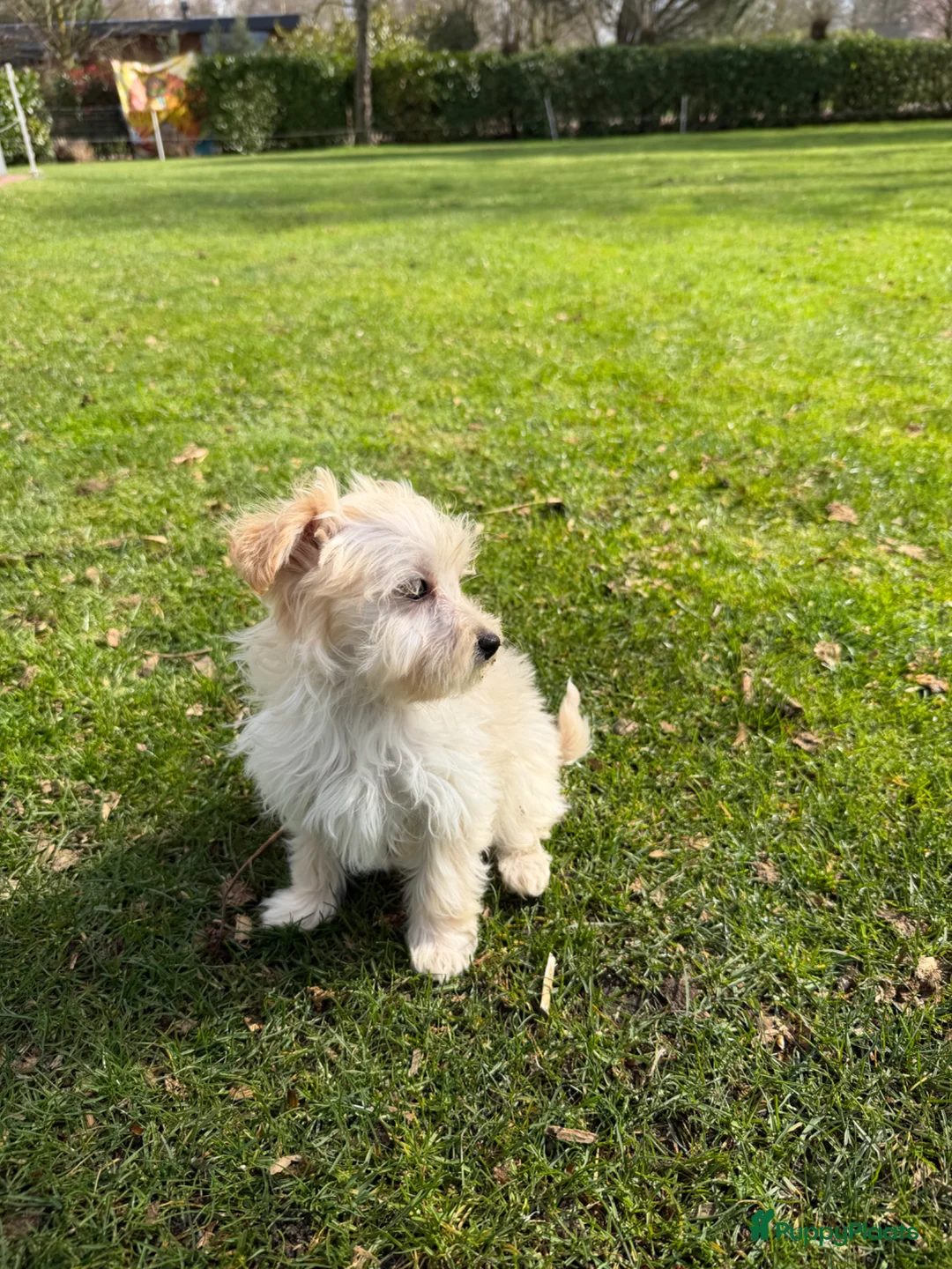 Maltipoo honden te koop: Maltipoo (Maltezer x Toy Poedel) pups - Advertentie 17