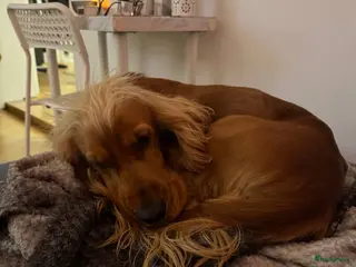 Engelse Cocker Spaniel honden DEVELOPMENT TEST in Alkmaar - Advertentie 15