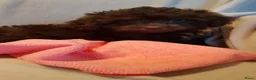 Kruising honden te koop: Lieve boompoo's  - Advertentie 11
