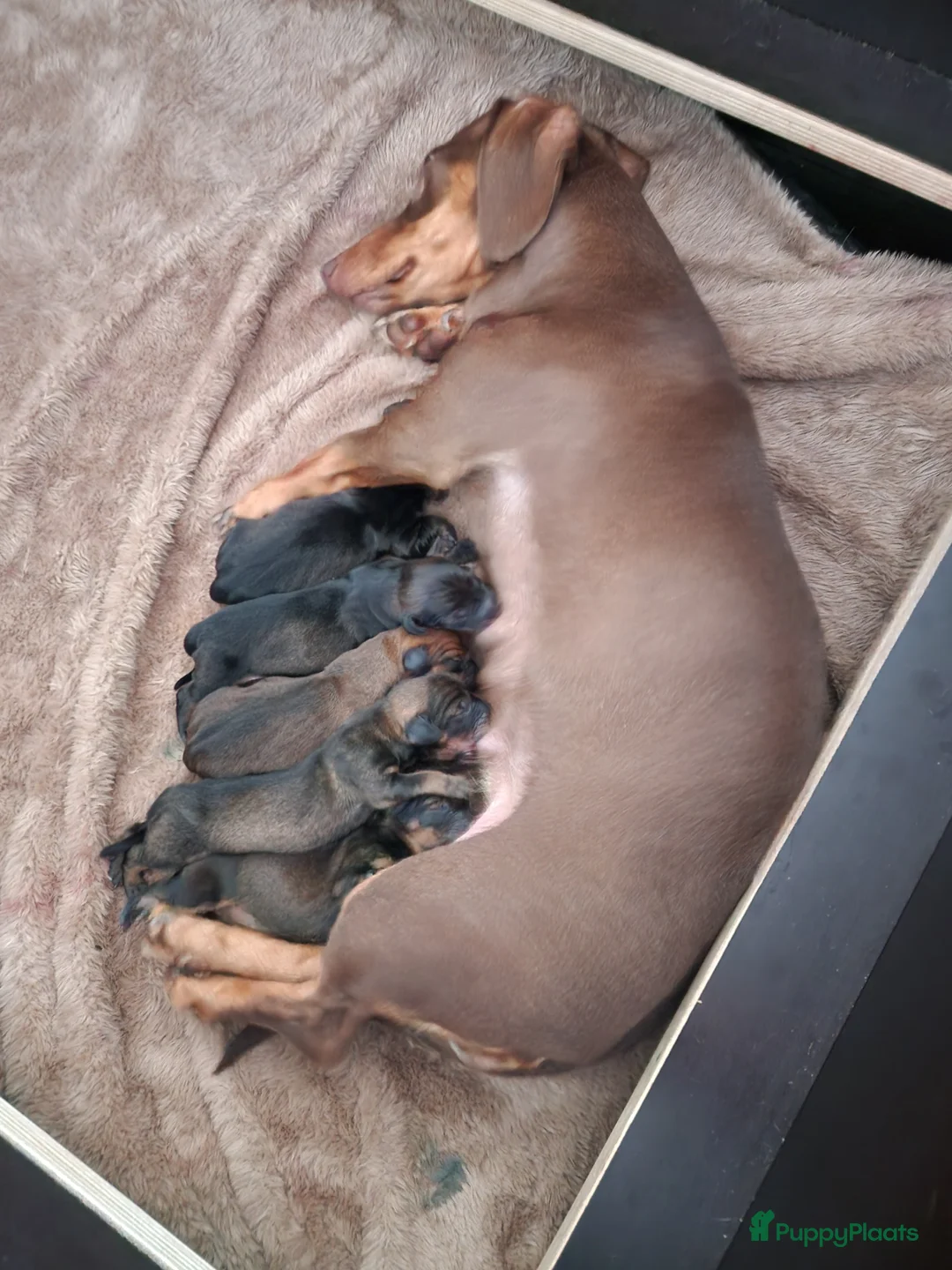 Teckel (korthaar)  honden te koop: Prachtige dwerg teckelpups beide ouders aanwezig - Advertentie 2