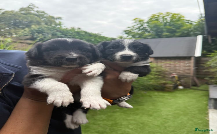 Australian Shepherd honden - Advertentie 2