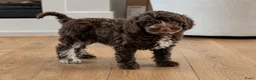 Labradoodle honden te koop: Nog 3 prachtige Labradoodle puppy’s beschikbaar - Advertentie 14