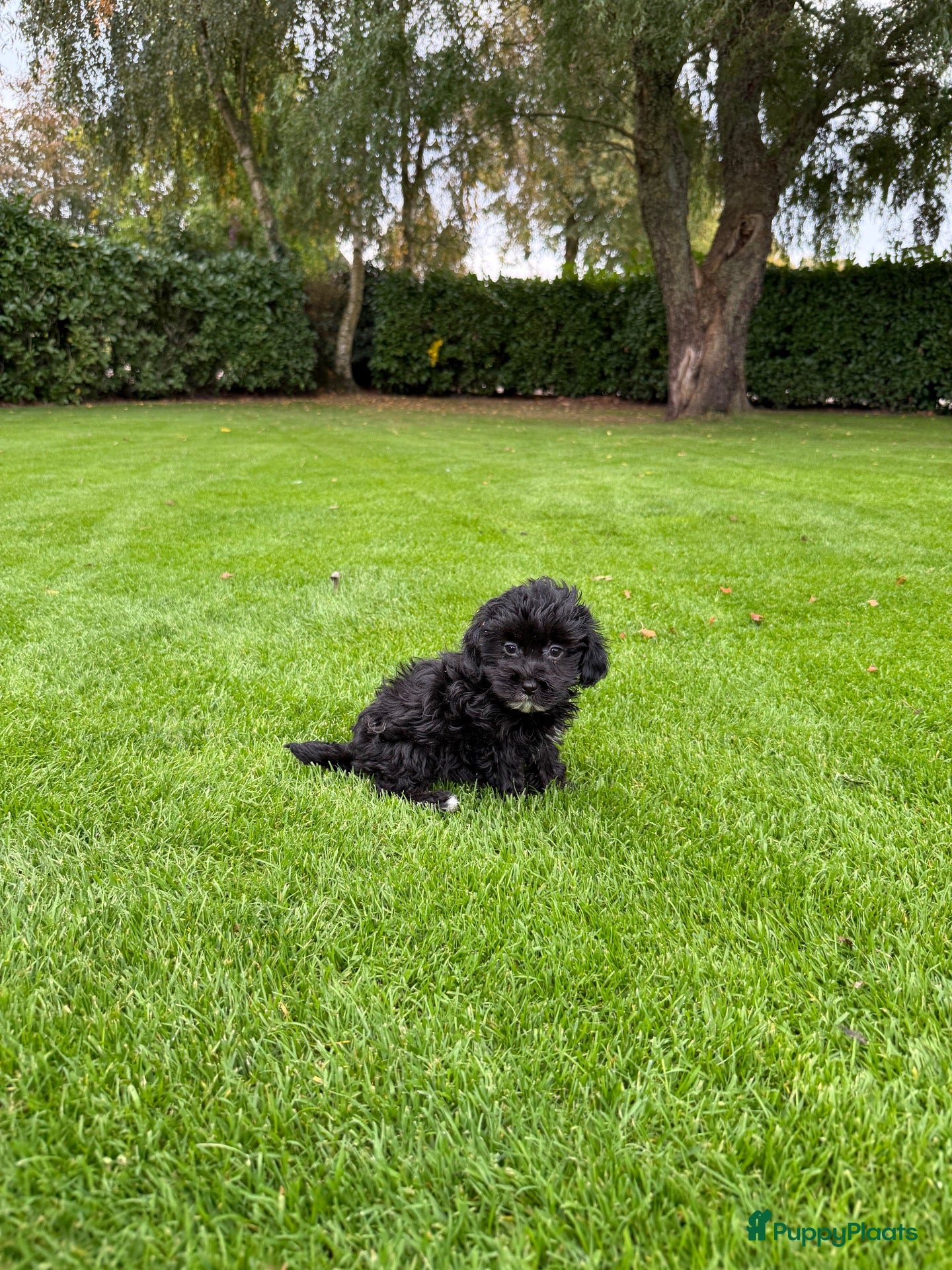 Kruising honden Boomer x Poedel (Boompoo) pups - Advertentie 1