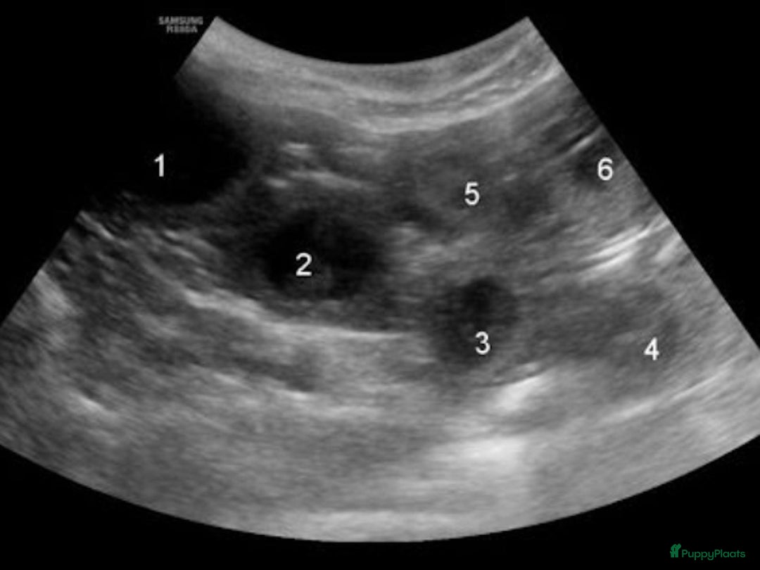 Labrador Retriever honden te koop: NEST AANKONDIGING LABRADOR PUPS - Advertentie 10