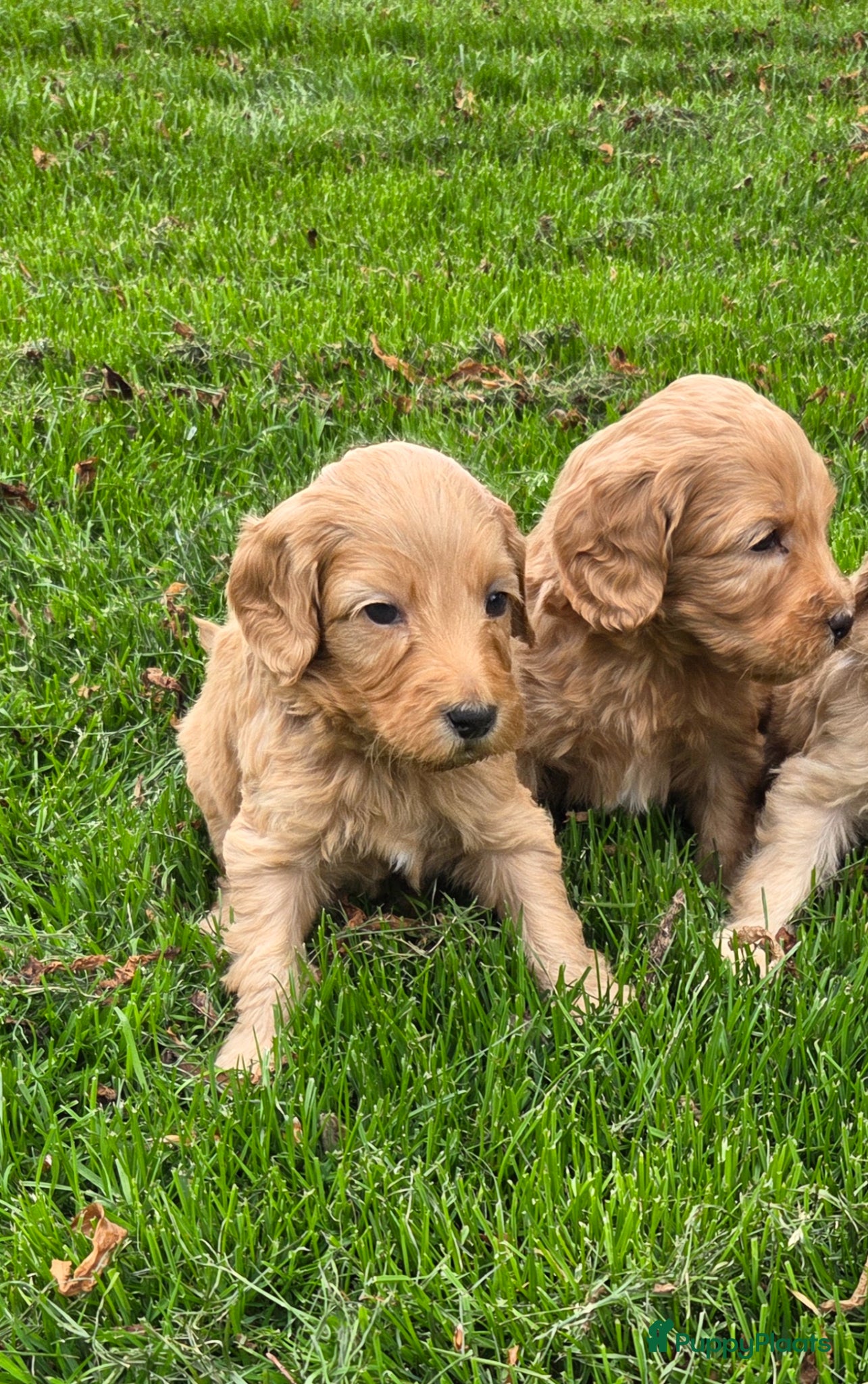 Kruising honden Labradoodle pups kleine medium F4 reutjes - Advertentie 15