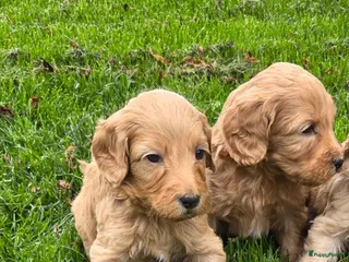 Kruising honden Labradoodle pups kleine medium F4 reutjes - Advertentie 2