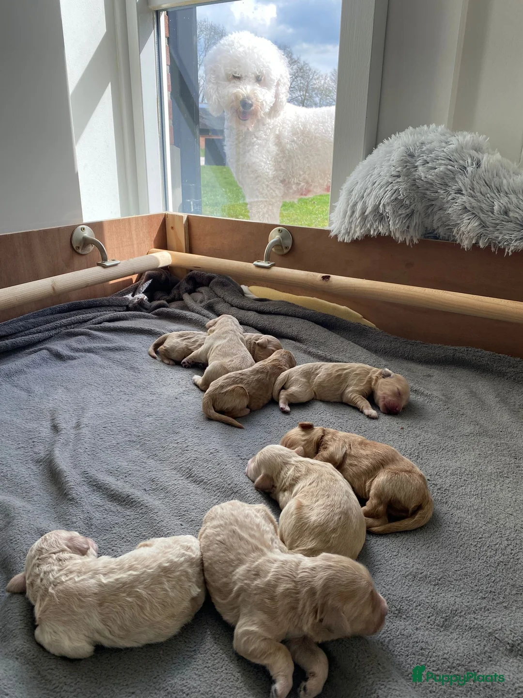 Labradoodle honden ter dekking: KNAPPE HALF AUSTRALIAN LABRADOODLE DEKREU PUK in Breda - Advertentie 22