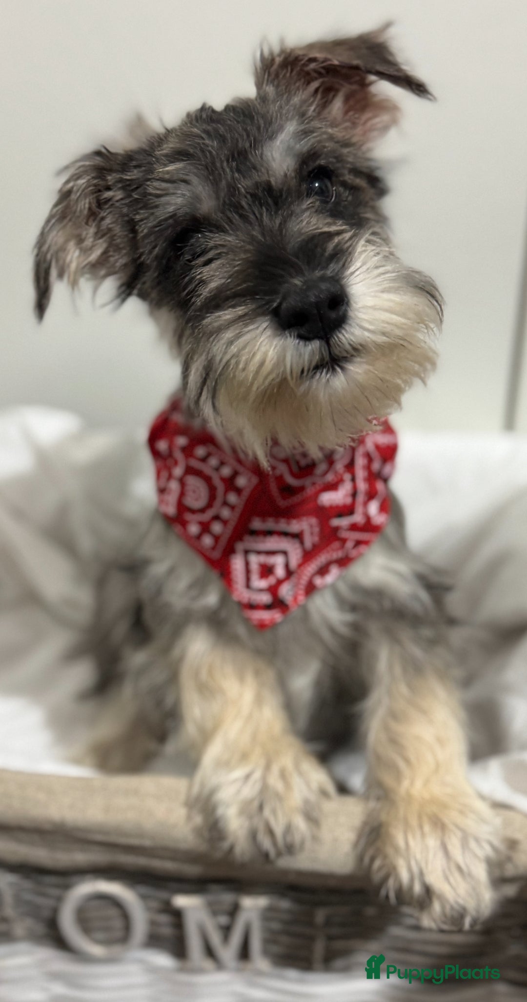 Dwergschnauzer honden te koop: Dwergschnauzer pups te koop - Advertentie 6