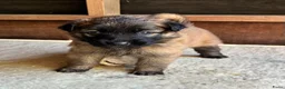 Australian Shepherd honden te koop: Baskische herder pups - Advertentie 1