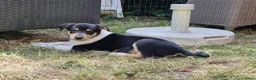 Schotse Herdershond korthaar honden te koop: Nog 2 knappe reuen schotse collie korthaar reuen. - Advertentie 10