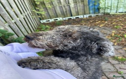 Labradoodle honden te koop: labradoodle teef te koop - Advertentie 2