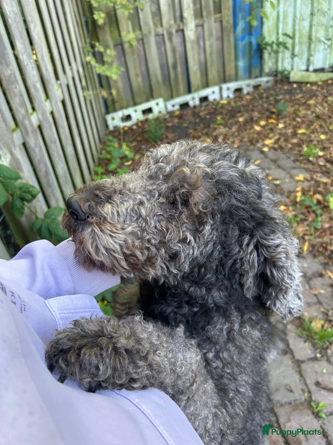 Labradoodle honden te koop: labradoodle teef te koop - Advertentie 2