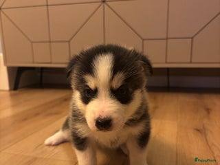 Pomsky honden Pomsky pup te koop 1 reu husky look blauwe ogen. - Advertentie 6