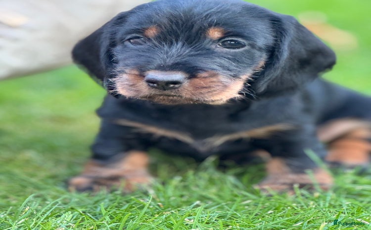 Ruwhaar Teckel honden - Advertentie 1