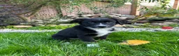 Australian Shepherd honden te koop: Australian Shepherd puppy - Advertentie 3