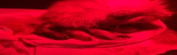Pomeriaan honden te koop: Pomeriaan pupjes (keeshond) 2 gereserveerd - Advertentie 8
