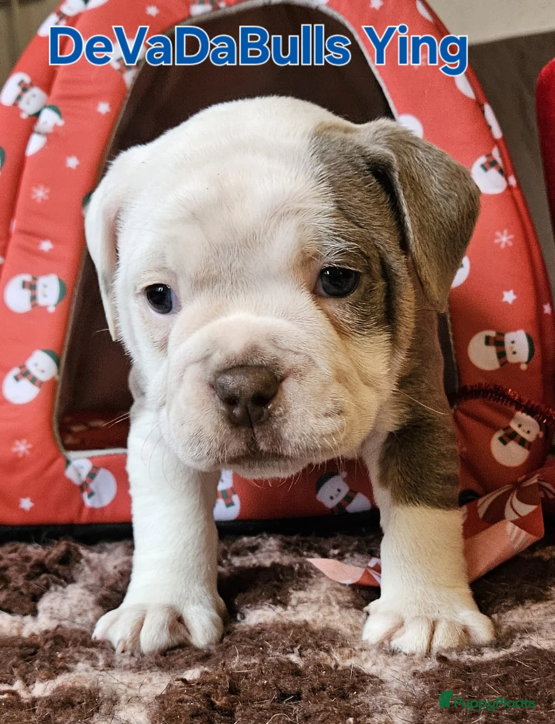 Old English Bulldog honden te koop: 2 Old english bulldog reutjes mogen nest verlaten  - Advertentie 5