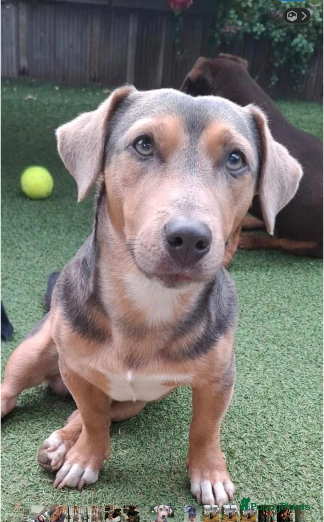 Jack Russel Terriër honden te koop: Choco merle teefje  - Advertentie 6