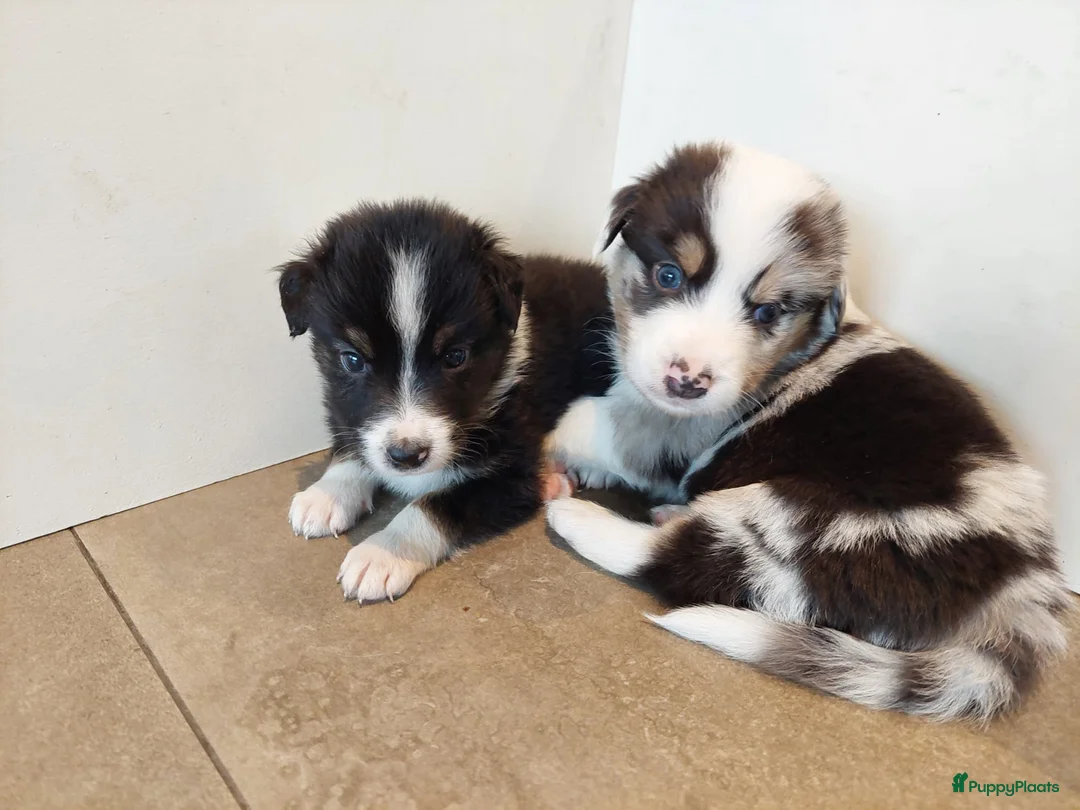 Australian Shepherd honden te koop: 🐾 Warme thuis voor Australian Shepherd pups 🐾 - Advertentie 10