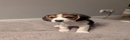Beagle honden te koop: Beagle puppies - Advertentie 10